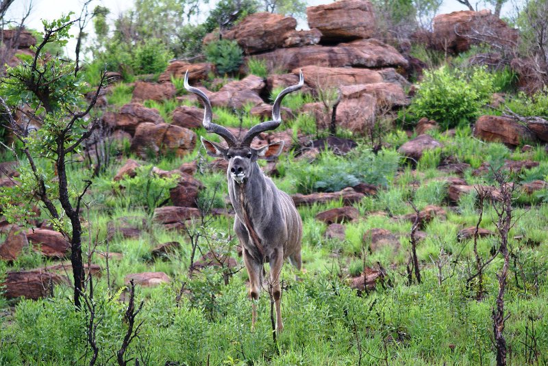 Pic (2).JPG - Kudu